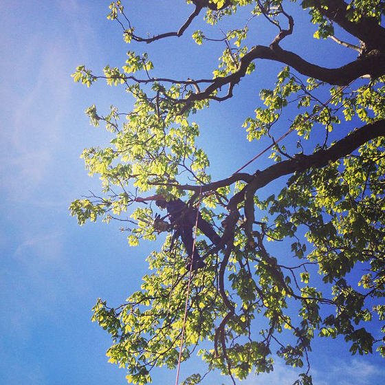 Thinning a lovely Horse Chestnut in Epsom